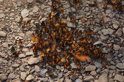 HD wallpaper: argentina, iguazu falls, insects, rocks, butterflies, butterfly | Wallpaper Flare