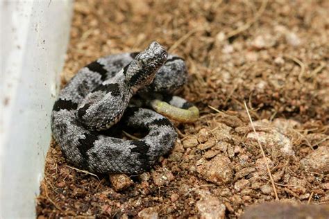 Here are the 9 types of rattlesnakes that call Texas home