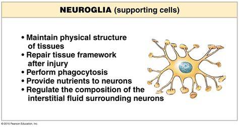 Neuroglia and a neuron. | Anatomy and physiology, Neurons, Pearson education