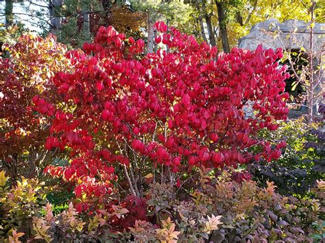 S.N: Euonymus alatus 'Compactus' C.N: Burning Bush This is a MEDIUM bush that is specimen for ...