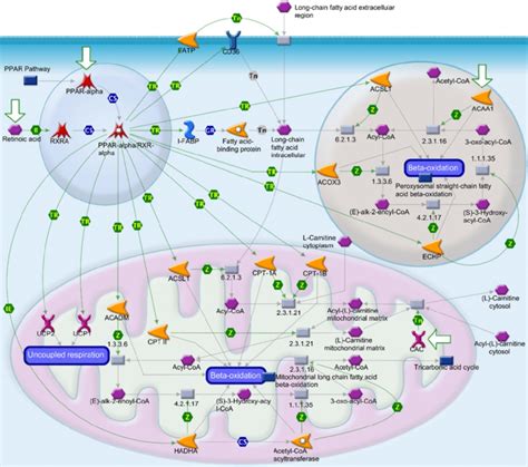 Peroxisome proliferator-activated receptor (PPAR) signaling pathway in... | Download Scientific ...