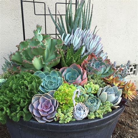 Deconstructed my large succulent container today and happy with how the ...