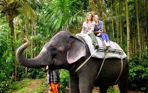 Elephant Ride In Thekkady - 5 Star Resort in Kerala