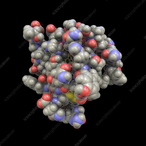 Insulin molecule, illustration - Stock Image - F036/3426 - Science ...