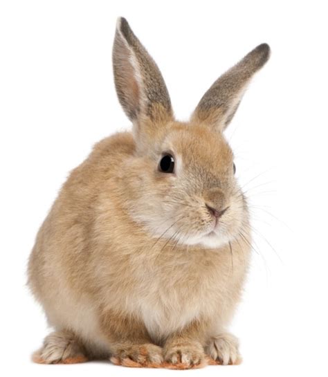 House Rabbit | PetStarter