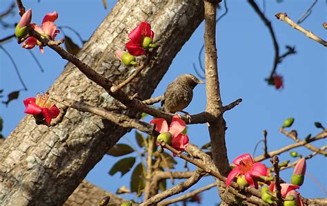 Flora And Fauna Of Karnataka