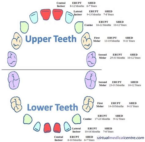 38 Printable Baby Teeth Charts & Timelines - Template Lab