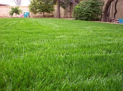 Winter Ryegrass | Urban Program Bexar County