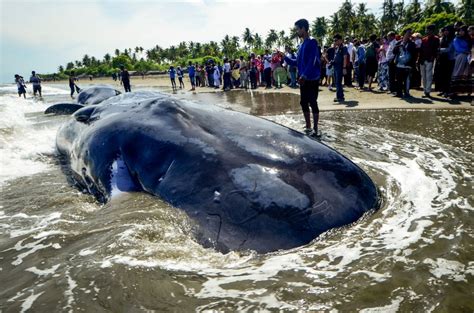 Why Dead Whales Are Dangerous?