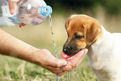 How Do I Know If My Dog Is Drinking Enough Water