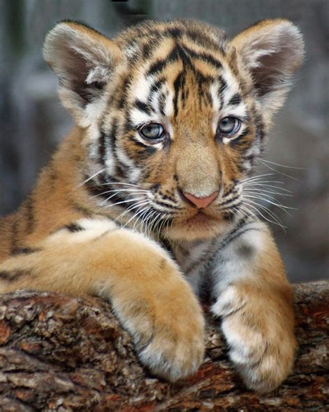 Amur Tiger - Cub Photograph by Nikolyn McDonald - Fine Art America