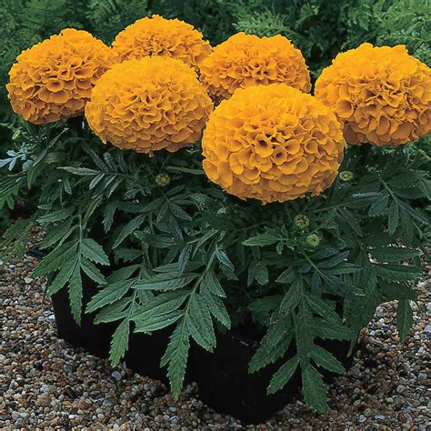 African Marigold Flower Garden Seeds - Antigua Series F1 - Orange - 100 Seeds - Annual Flower ...