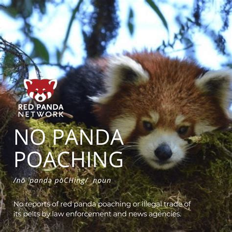 'Our Goal is Zero Panda Poaching': Q&A with Frontliners of our Campaign to Stop the Illegal Red ...