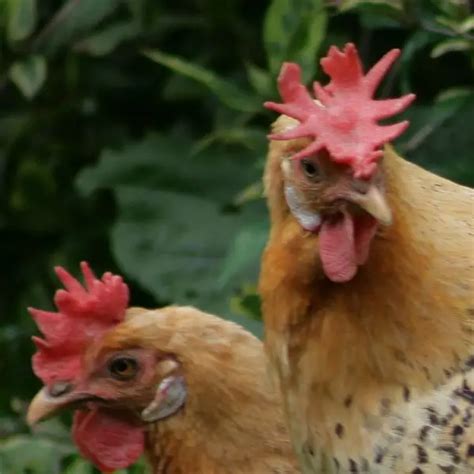 TOP 9 Chicken Comb Types - Everything You Need To Know About