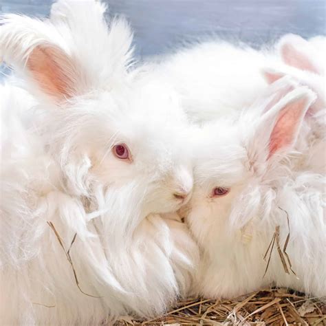 The Angora Rabbit – Complete Breed Guide and 5 Top Care Tips