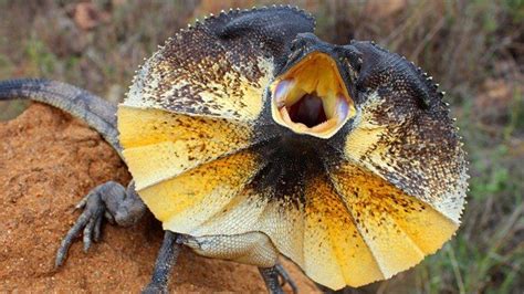 The frilled-neck lizard uses this colorful design to defeat its opponents in battles over mates ...