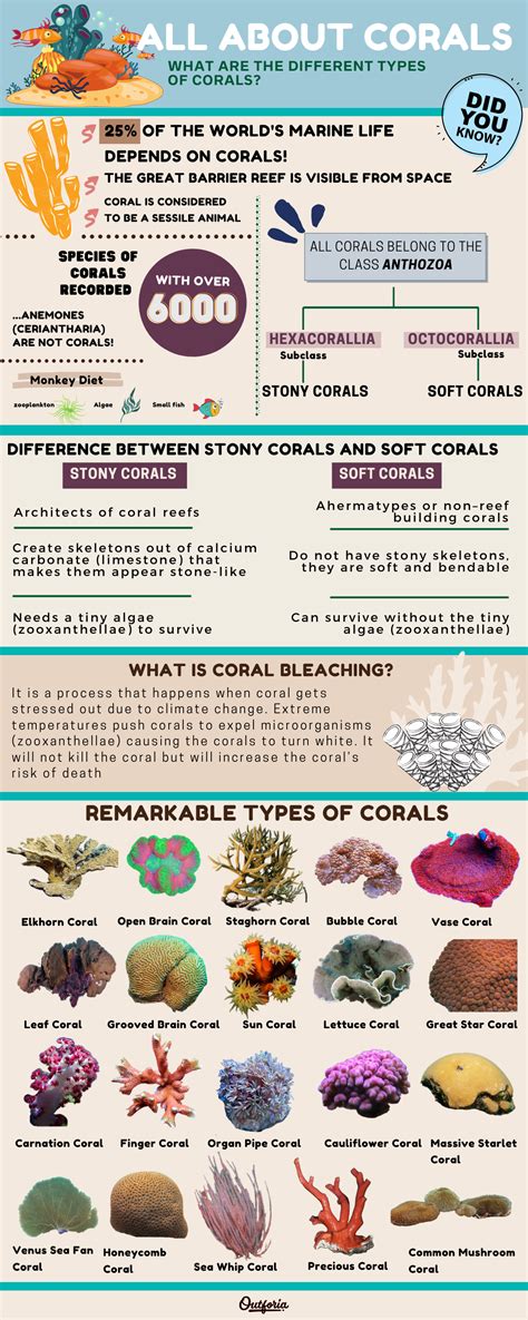 Types of coral infographic | Coral bleaching, Coral reef, Marine biology