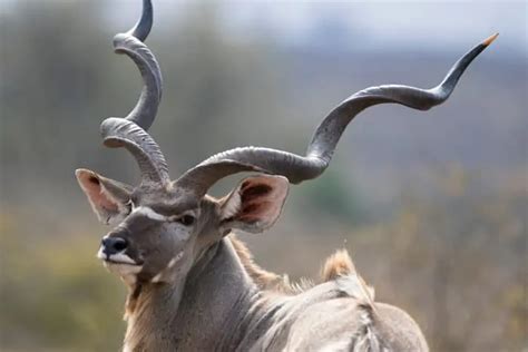 Top 16 Most Elegant Antelope Species in Africa - Antelope Types List