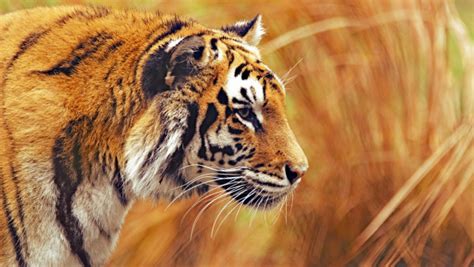 Bengal tiger | 4K UHD 3840x2160 desktop wallpapers, HD 1920x1080 photography