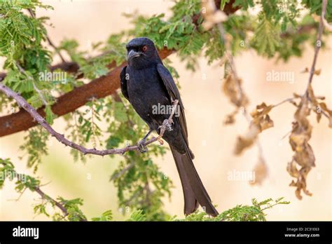 bird Fork-tailed Drongo Africa Namibia safari wildlife Stock Photo - Alamy