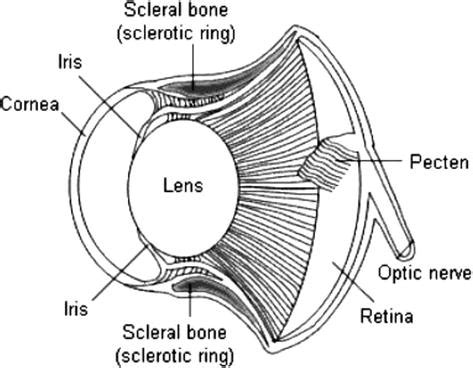 Designed for Darkness: The Unique Physiology and Anatomy of Owls ...