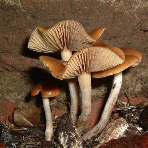 Psilocybe cyanescens Spawn bag | Cyber-Shrooms