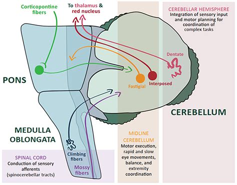 Acute Ataxia and Gait Disturbances in the Emergency… | Relias Media