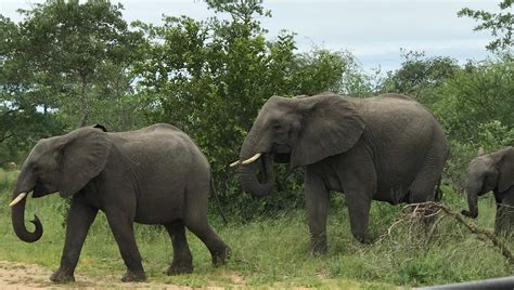 Kruger National Park…Seeing the Big Five! | Kruger national park ...