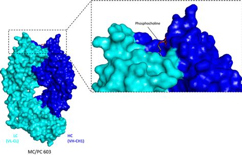 The first X-ray structure of an antibody was that of the hapten-binding... | Download Scientific ...