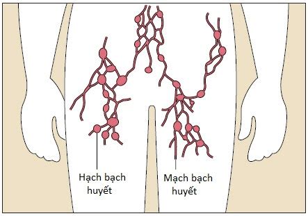 Tìm Hiểu Về Hệ Bạch Huyết Của Cơ Thể Người ~ KHỎE MỚI VUI