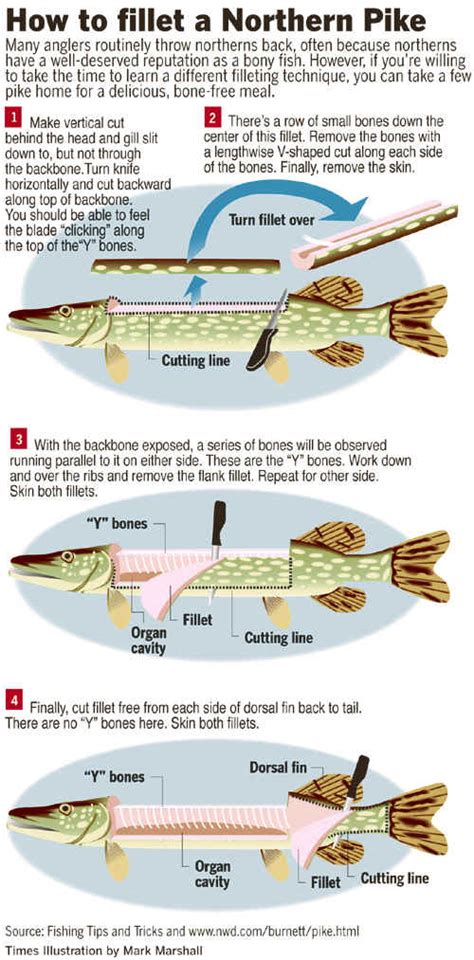 Northern Pike Weight Chart