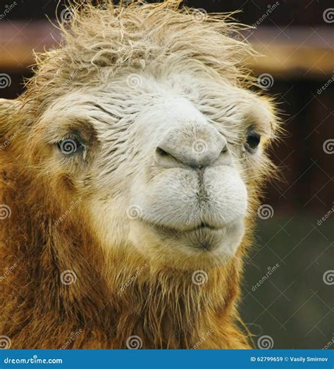 Camel Stock Photo - Image: 62799659