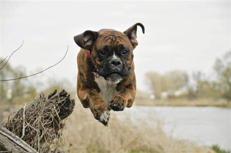 Boxer dog training