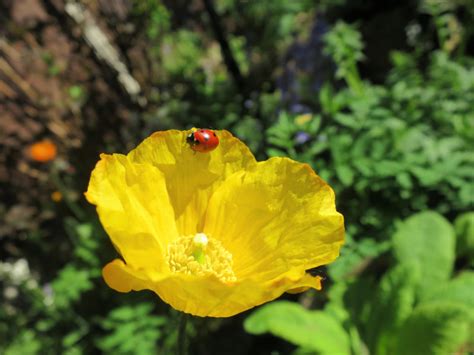 Poppy Plant Care Needn't Be An Exact Science, But These Tips Can Help ...