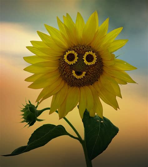 Girasole Sorriso Giallo - Foto gratis su Pixabay