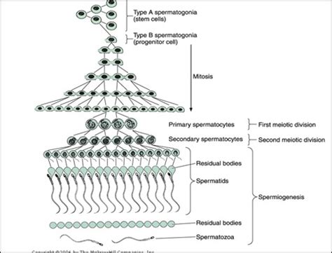 Histology of Male Genital System Semester VI (2012) ~ dr. Wayan Sugiritama