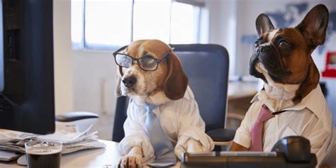 Consider This Before Allowing a Dog-Friendly Office | Honeybee Benefits