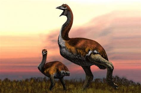 Extinct Madagascan species named 'world's largest bird' - UPI.com