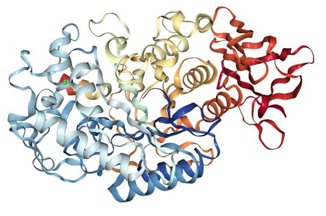 alpha amylase/AMY2A Protein Overview | Sino Biological