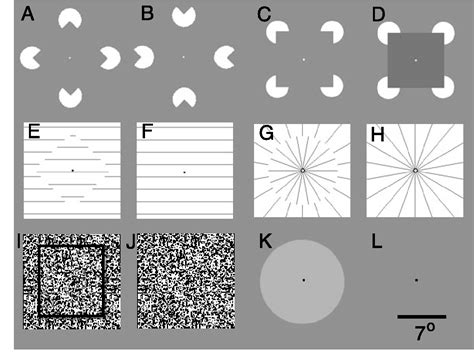 Figure 1 from The Representation of Illusory and Real Contours in Human Cortical Visual Areas ...