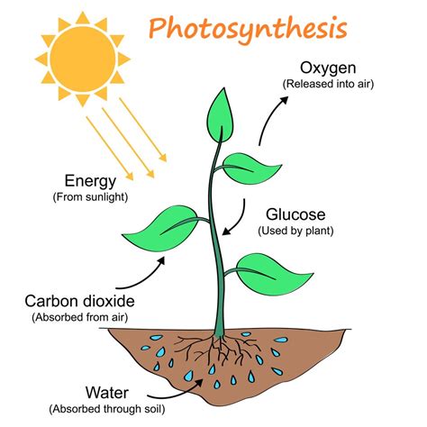 Thermodynamics: A Relationships Between Heat and Other Forms of Energy (Part 1) : Plantlet