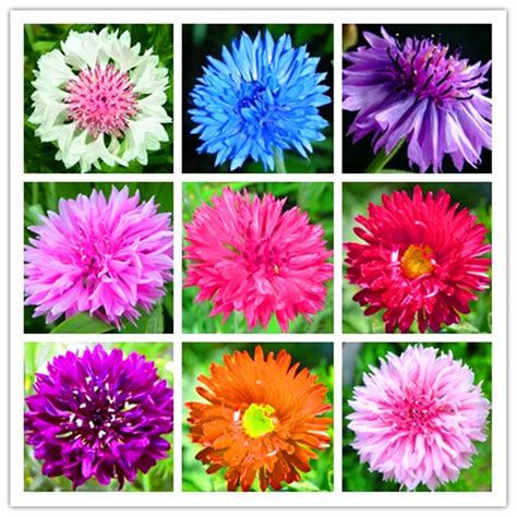 100PCS/BAG Cornflower Plants,Beautiful sapphire,Germany's national ...