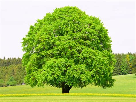 Beech Tree Planting - Types Of Beech Trees For The Landscape | Gardening Know How