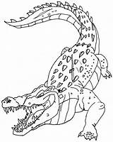 Crocodile coloring page  Animals Town color Sheet sketch template