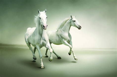 Two white horses running HD wallpaper | Wallpaper Flare