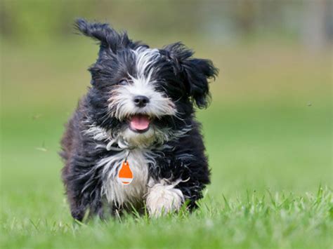 Havanese Dog Breed Information