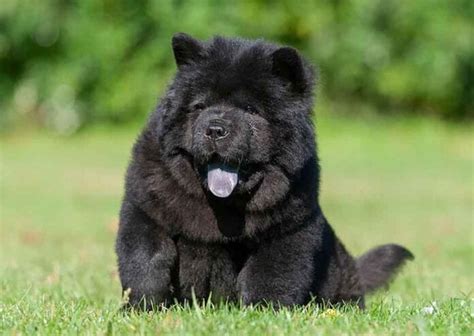 Chow-Chow Tongue: Why Is It Blue? Reasons And Legends Pets Feed