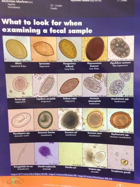 Types of Ticks in an Animal's Eggplant Poster