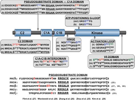 Schematic that maps phosphorylation sites to different structural ...