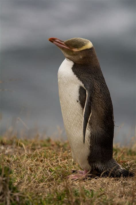 Yellow-eyed penguin (Moeraki Peninsula, New Zealand) #moeraki #newzealand #wildlife #coast ...